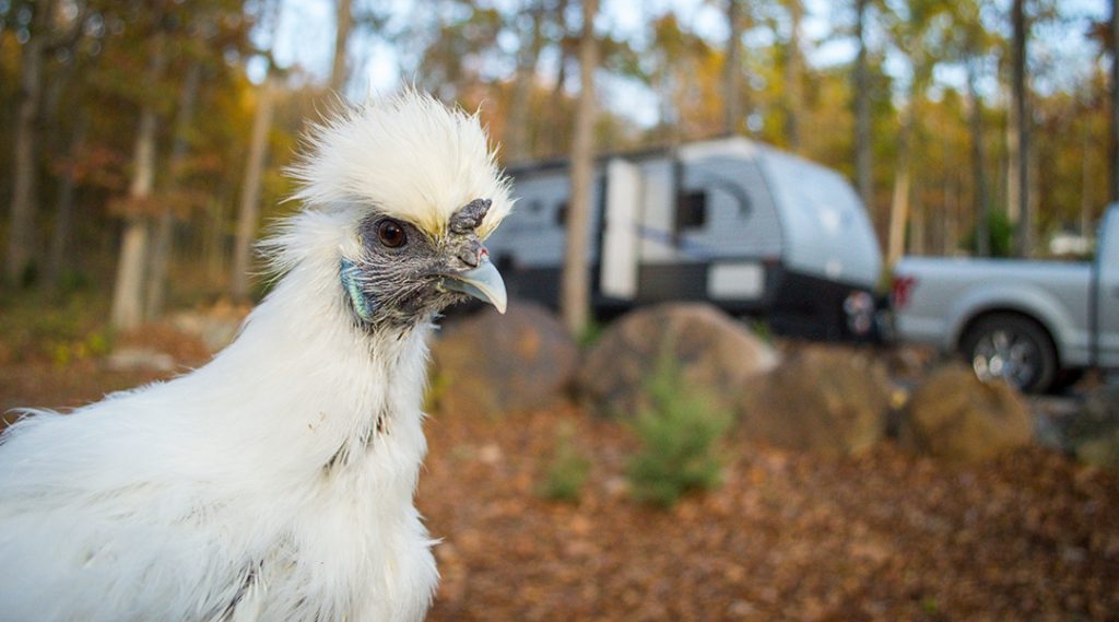 RV Pet Safety when Away | Outdoorsy RV Rental Marketplace
