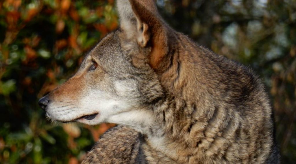 wild animal safety | Outdoorsy RV Rental Marketplace