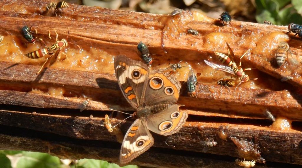 Outdoorsy_Keeping_Pests_Out_of_Your_RV_Rental