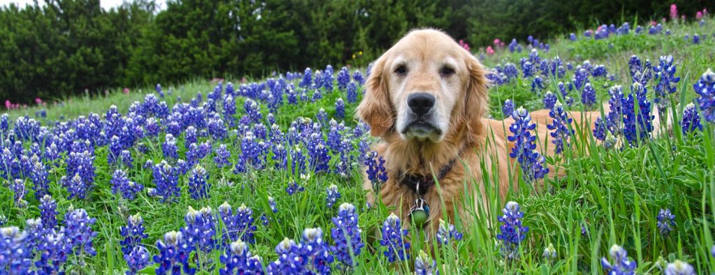 Photo Tripping America - Traveling With Your Pets - Outdoorsy