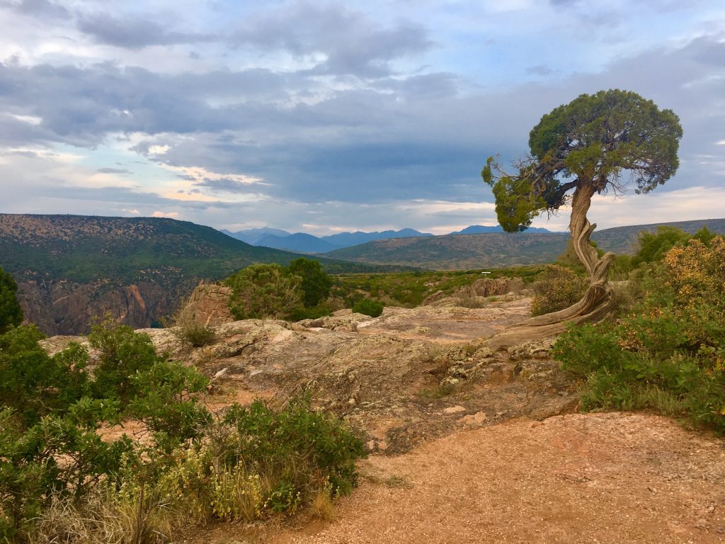 Black Canyon| Never Idle