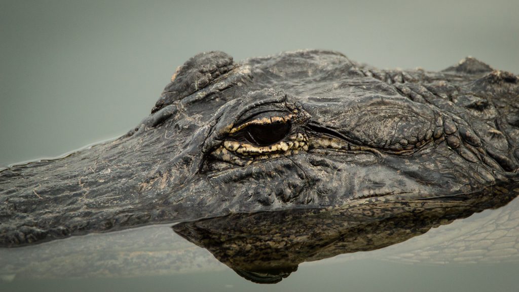 Top 5 National Parks East of the Mississippi | Outdoorsy Top 5 National Parks East of the Mississippi | Outdoorsy