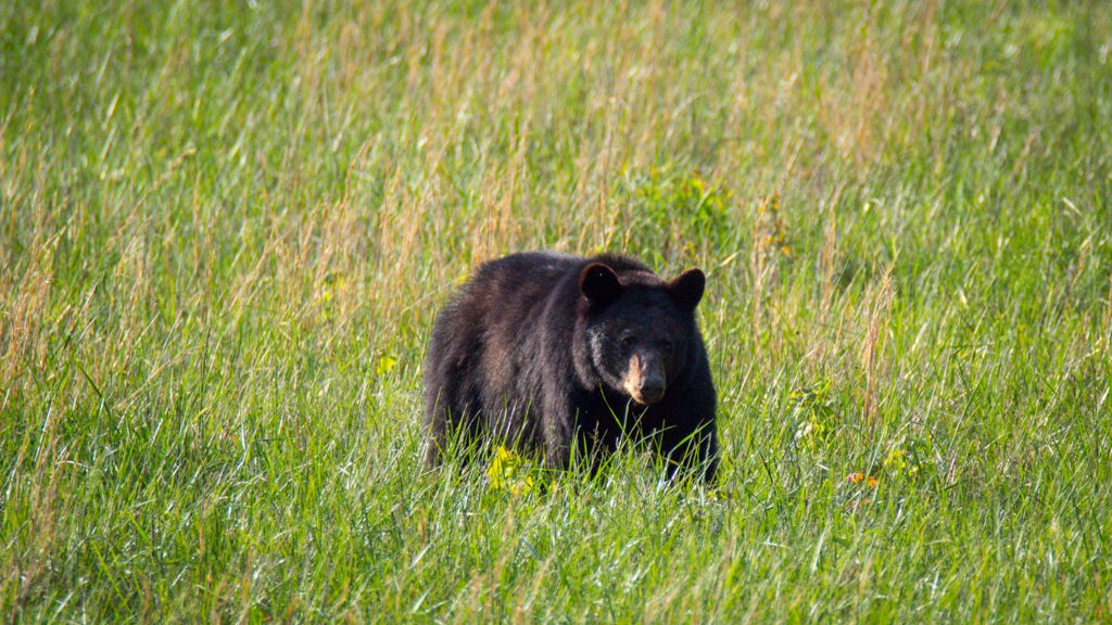 Top 5 National Parks East of the Mississippi | Outdoorsy Top 5 National Parks East of the Mississippi | Outdoorsy