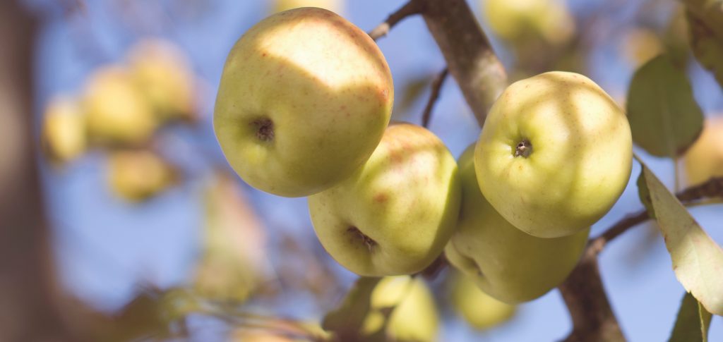 Apple picking | Outdoorsy RV Rental Marketplace
