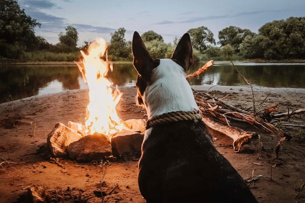 Dog by a campfire I Outdoorsy RV Rental Marketplace