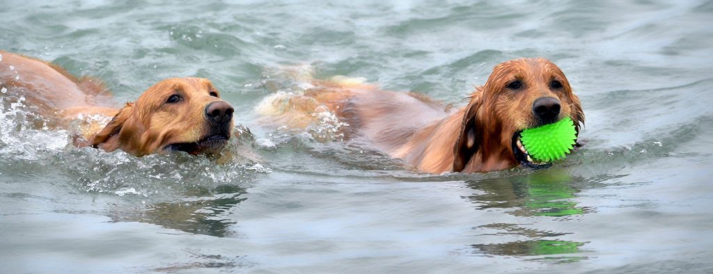 Photo Tripping America - Best RV Parks for Dogs - Outdoorsy