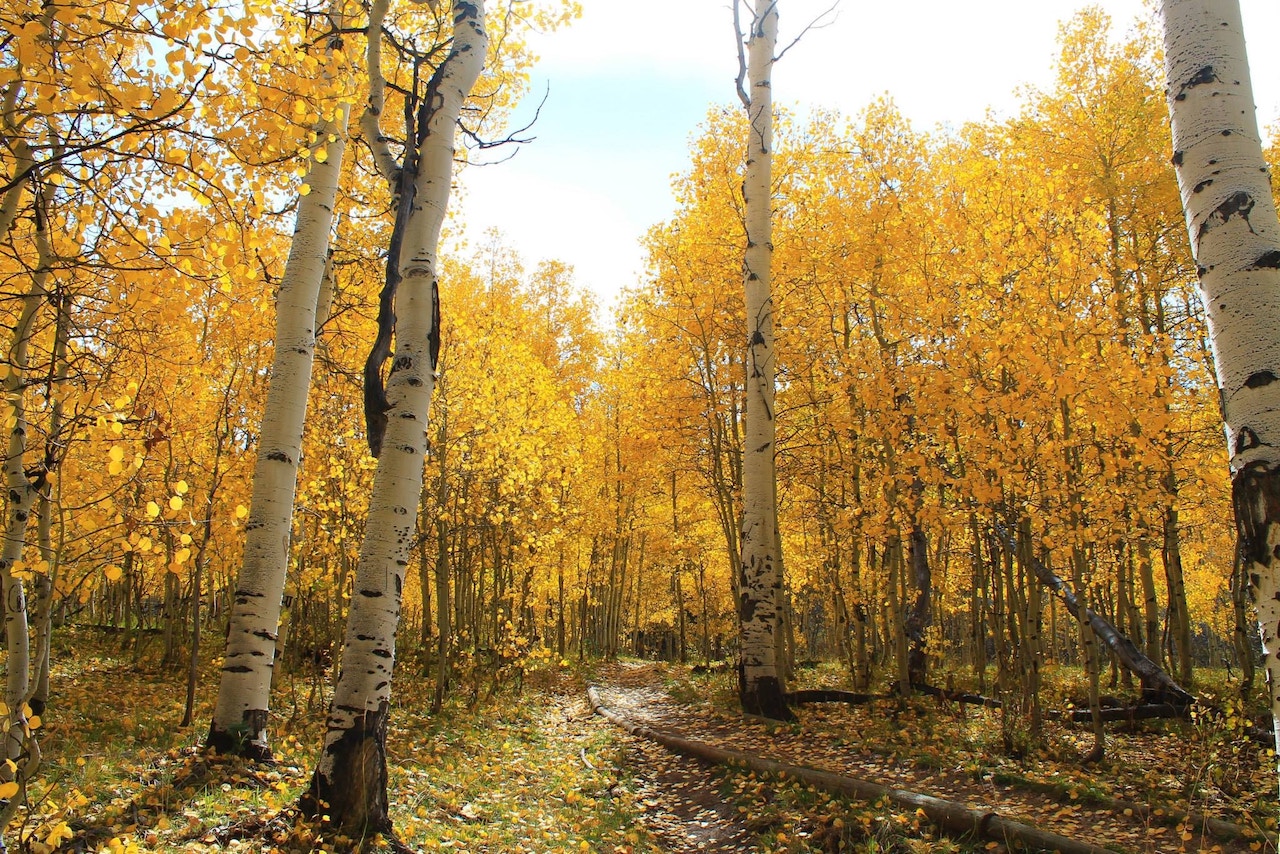 Fall foliage outside of Salt Lake City. 