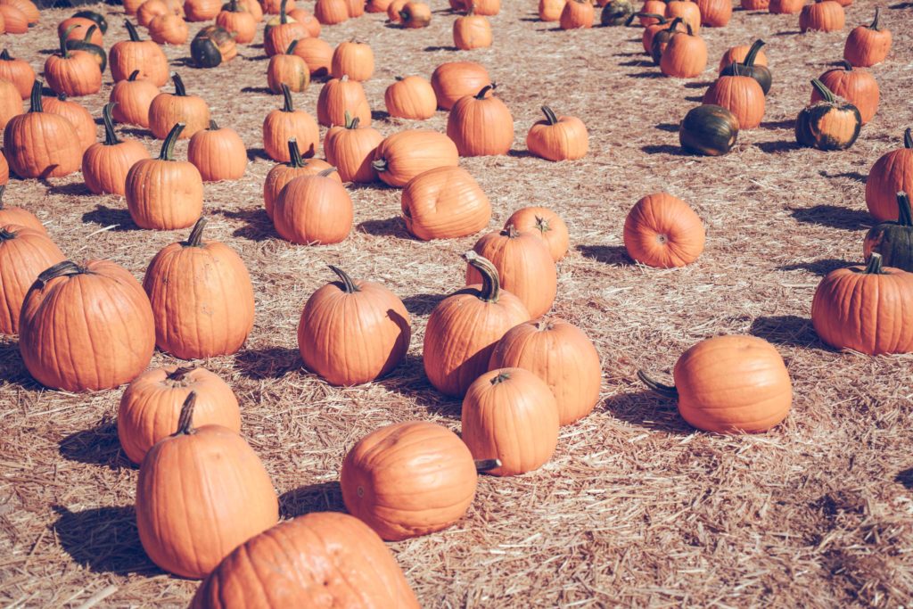 halloween road trips