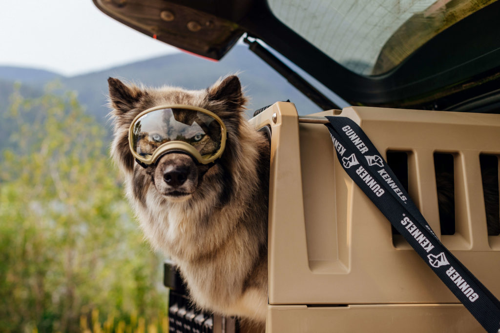 rv dog travel