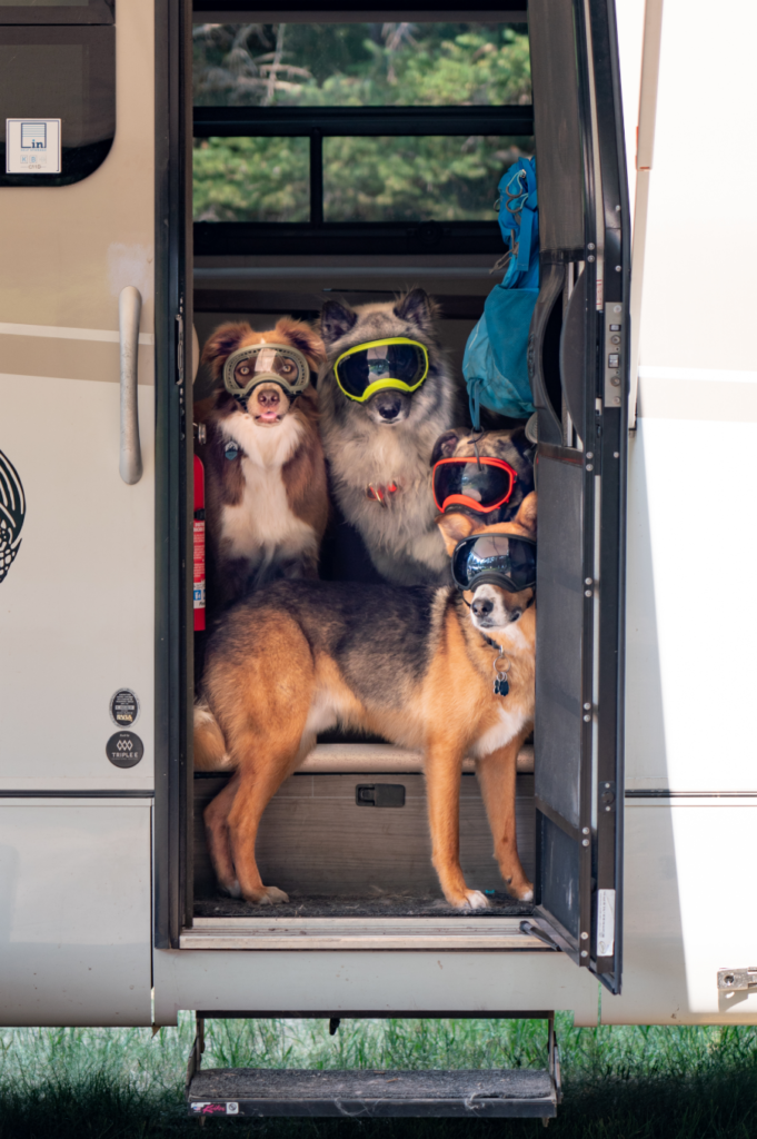 dog rv travel