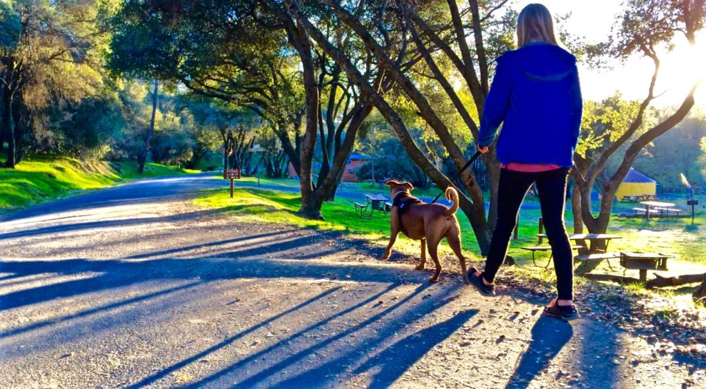 pet friendly campgrounds