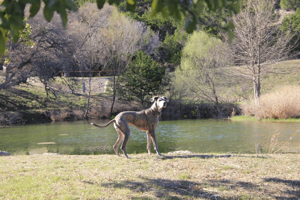 pet friendly campgrounds
