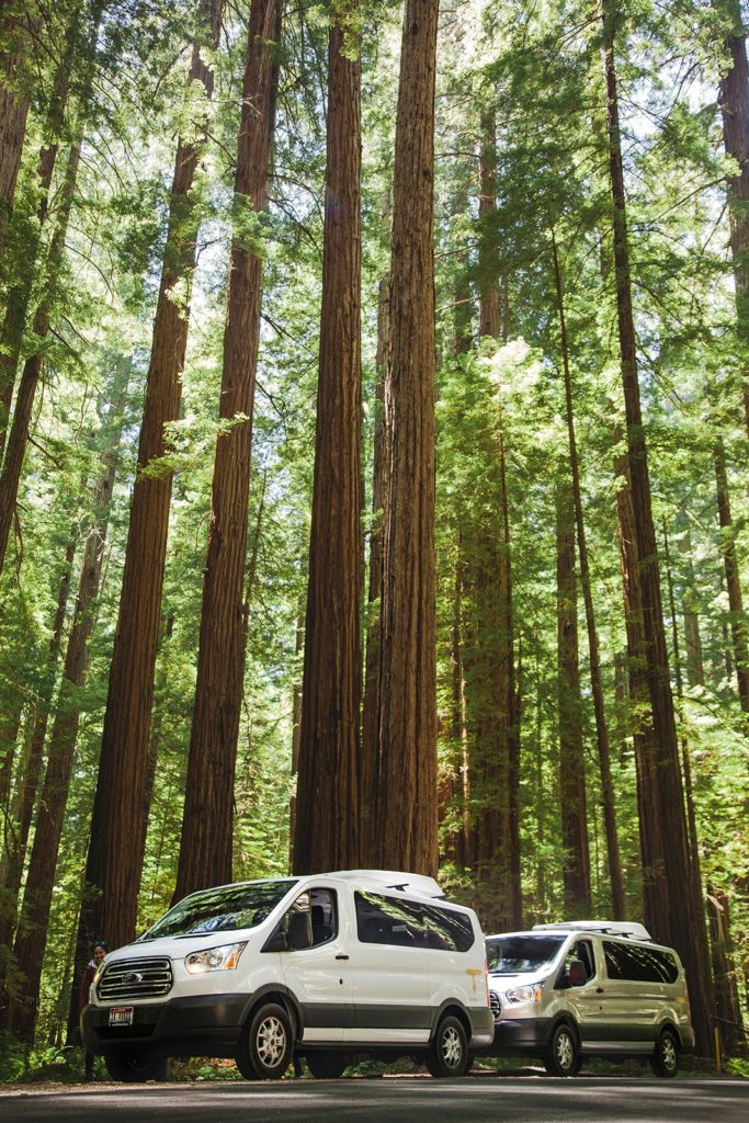 Campervans in the Redwoods