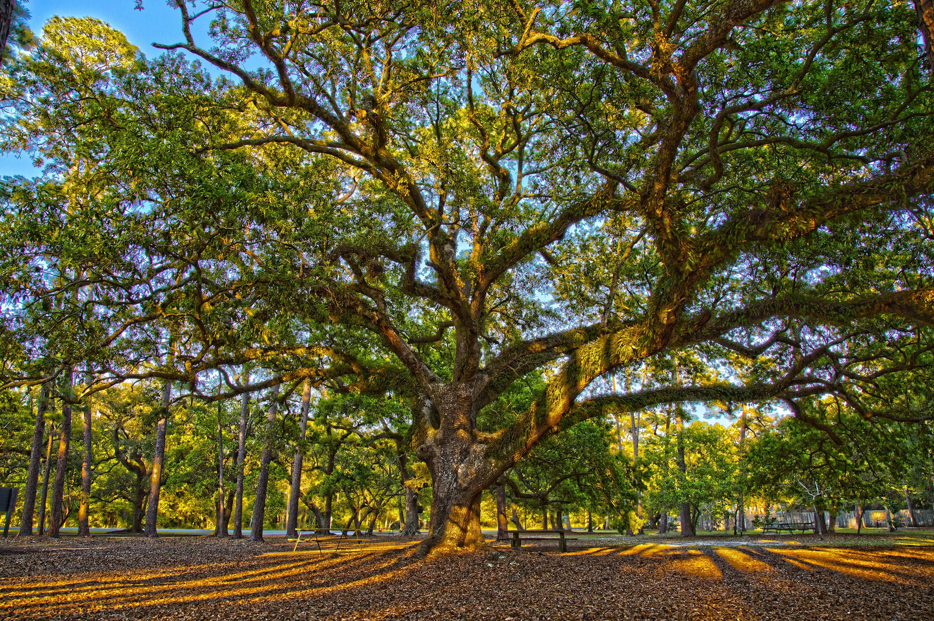 Dauphin Island RV Park Complete Guide In 2022